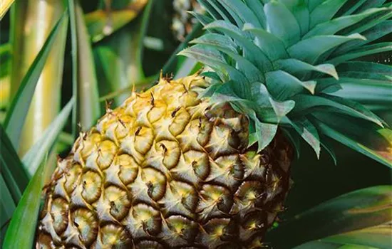 Ananas