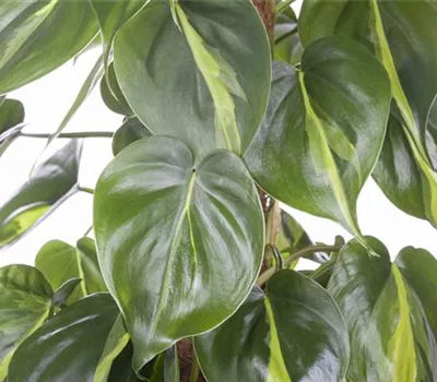 Philodendron