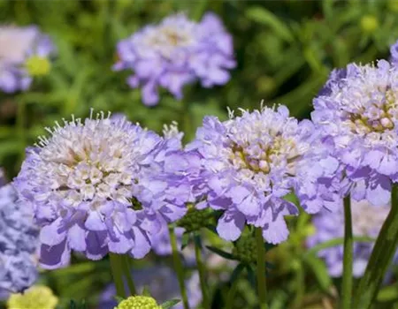 Taubenskabiose - Einpflanzen im Garten