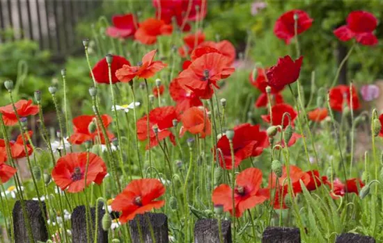 Der Klatschmohn – vom Acker in den Garten