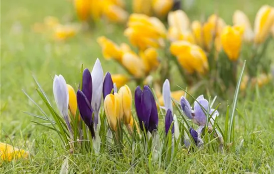 Krokus pflanzen: Der Klassiker im Frühlingsbeet