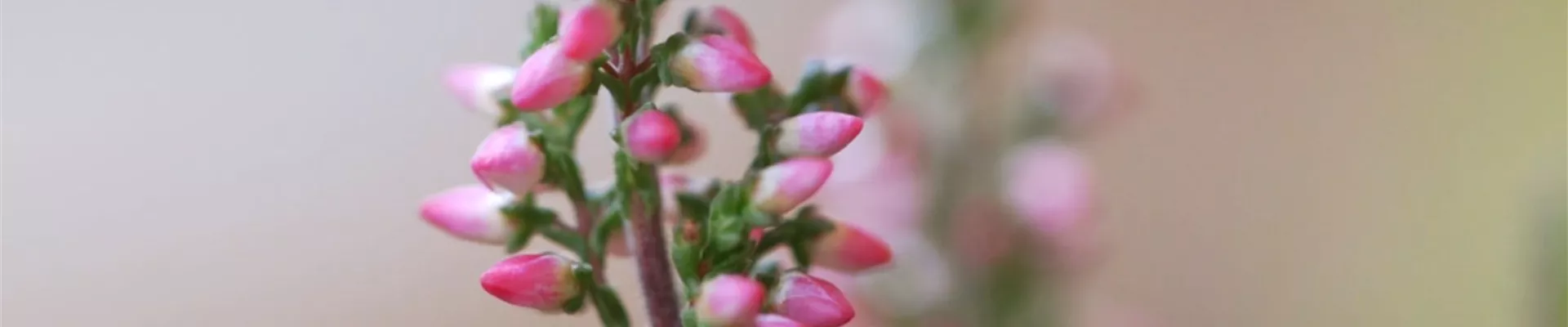 Winterharte Knospenheide - Eipflanzen im Garten (Thumbnail).jpg