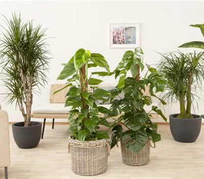 Philodendron