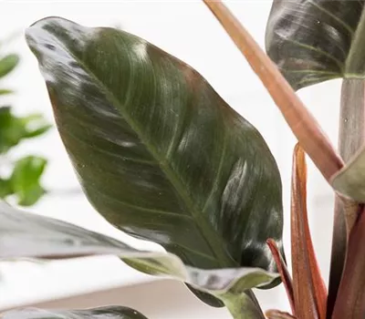 Philodendron 'Green Princess'