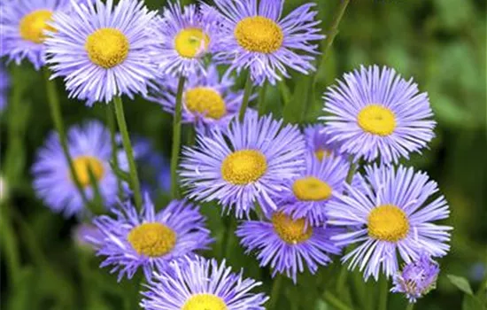 Kissen-Aster