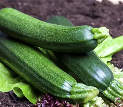 Kletter-Zucchini 'Alando'