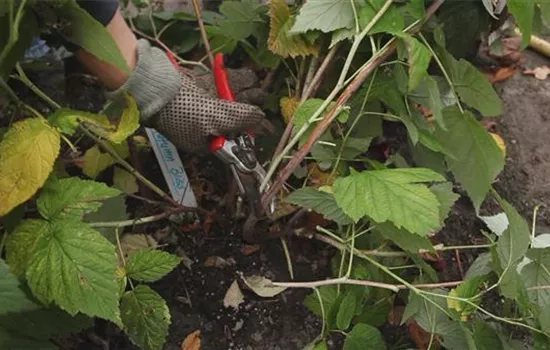 Himbeeren - Zurückschneiden im Herbst