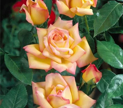 Edelrose 'Peace'