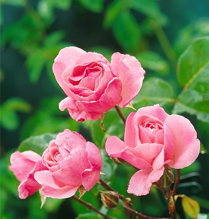 Floribunda Rose 'Queen's Palace'