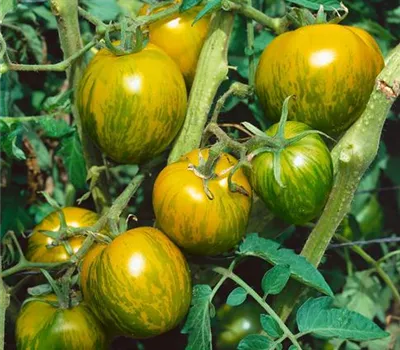 Tomate 'Green Zebra'