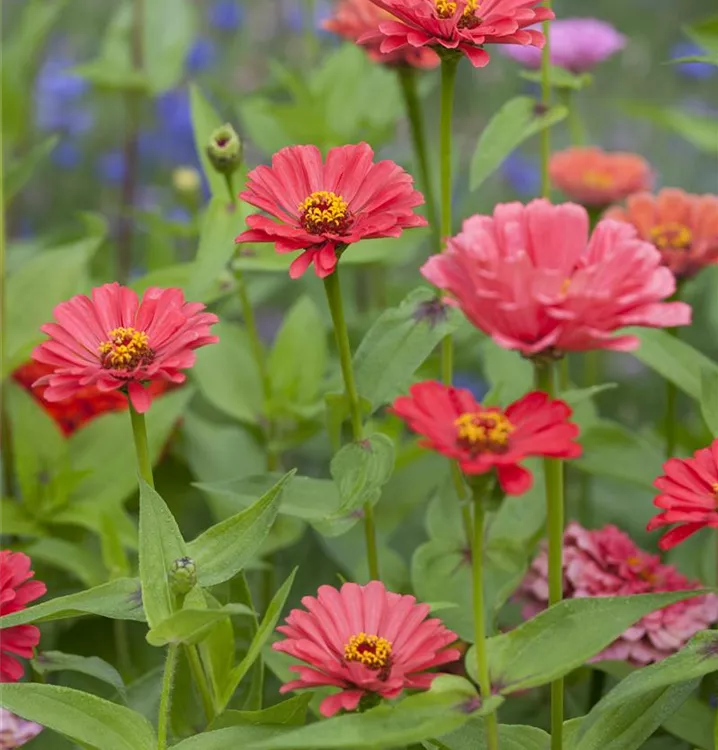 Garten-Zinnie