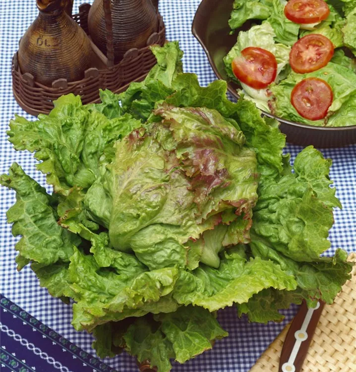 Krachsalat 'Grazer Krauthäuptel'