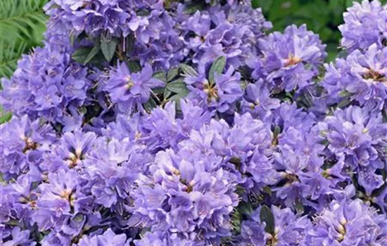 Kleinblättriger Rhododendron