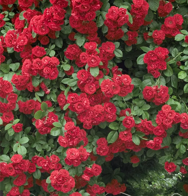 Kletterrose 'Paul's Scarlet Climber'