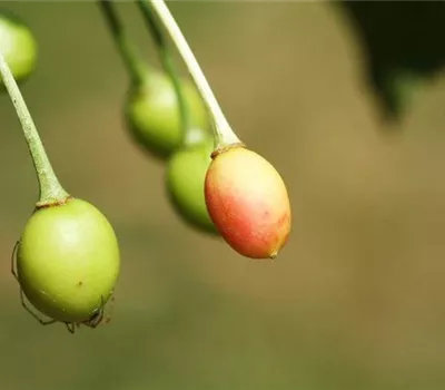 Fruchtfall oder Röteln an Kirschen