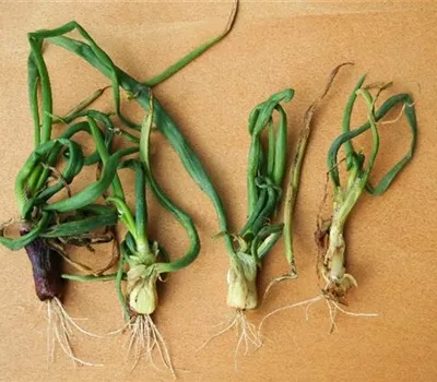 Minierfliege an Zwiebeln