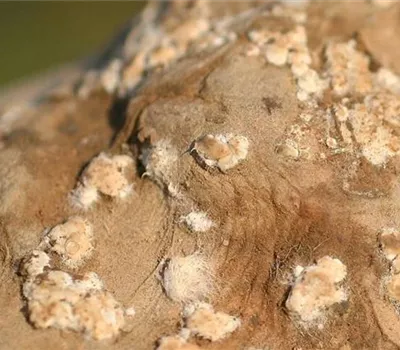 Nass- und Trockenfäulen an Kartoffeln