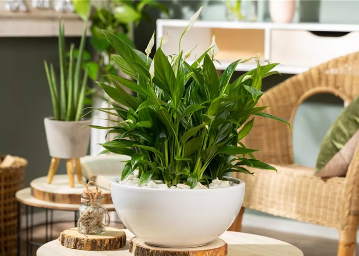 Dicke Luft im Haus? Heizungsluft und Zimmerpflanzen im Winter