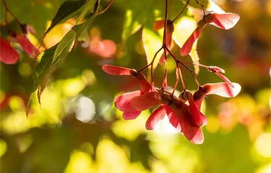 Gartenarbeit im Herbst - Das richtige Gartenzubehör macht’s