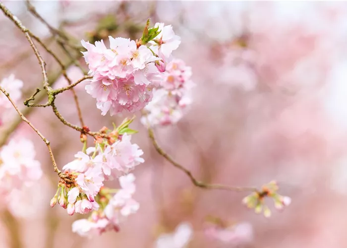 Pflanzen im Frühling – Frühblüher für Kübel, Kasten und Beet