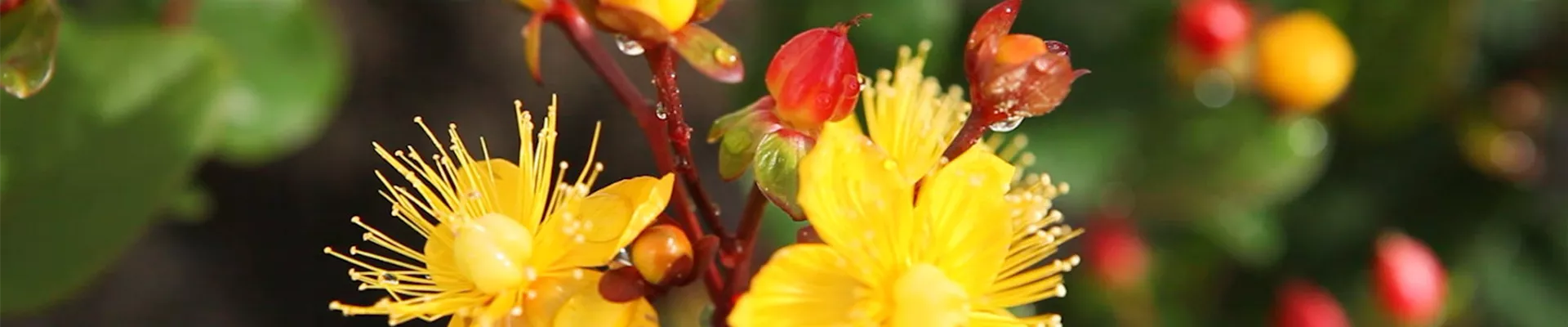 Johanneskraut - Einpflanzen im Garten (Thumbnail).jpg