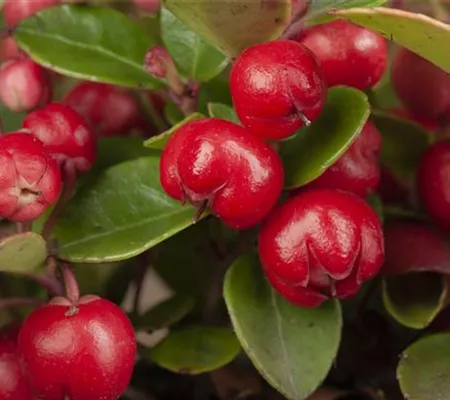 Die Scheinbeere – wenn eine Pflanze zur Dekoration wird