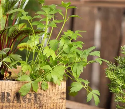 Mit Urban Gardening vom Balkon zur Kräuter-Oase