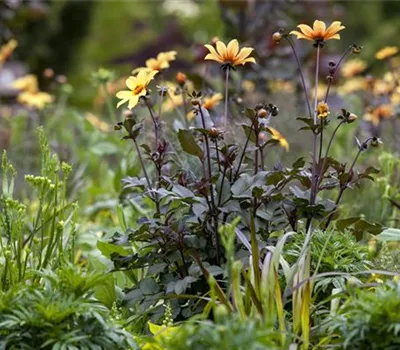 Der Boden im Blumenbeet: Vorbereitung und Pflege