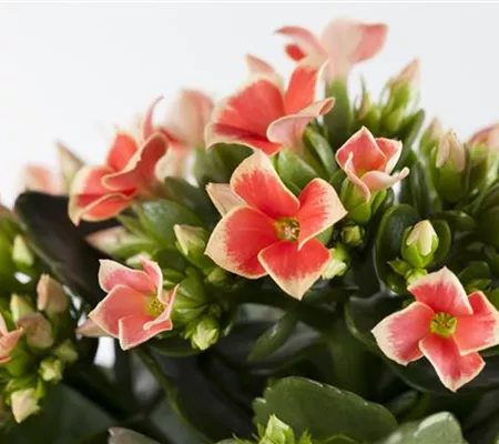 Die Kalanchoe - unsterbliche Schönheit