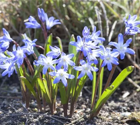 Blumenzwiebeln im Steingarten – So gelingt die Farbenpracht