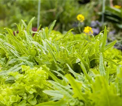 Ein bunter Salat auf dem Balkon mit Urban Gardening