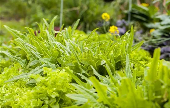 Ein bunter Salat auf dem Balkon mit Urban Gardening