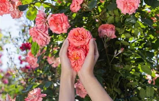 Die Rose – die Königin der Pflanzen für Balkon und Terrasse