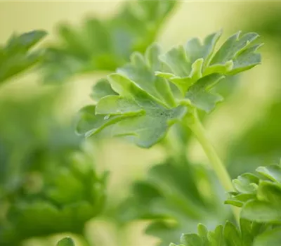 Urban Gardening – frische Kräuter für den Balkon