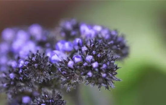 Vanilleblume - Einpflanzen im Garten