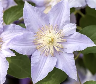 Clematis und Rosen gemeinsam pflanzen