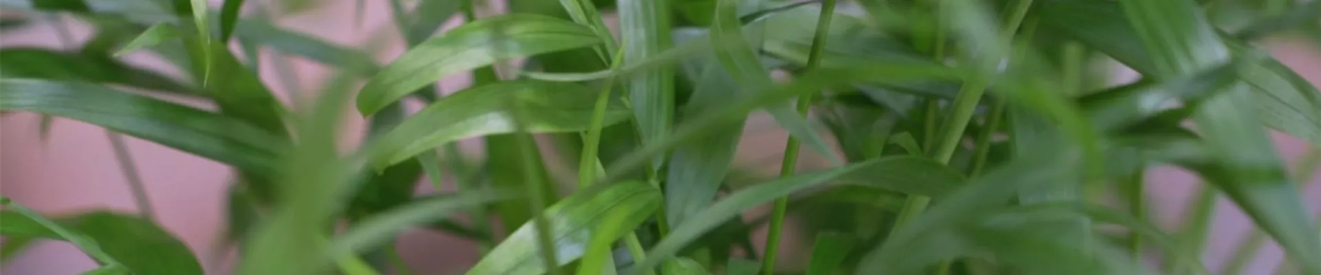 Mexikanische Bergpalme - Umtopfen (thumbnail).jpg