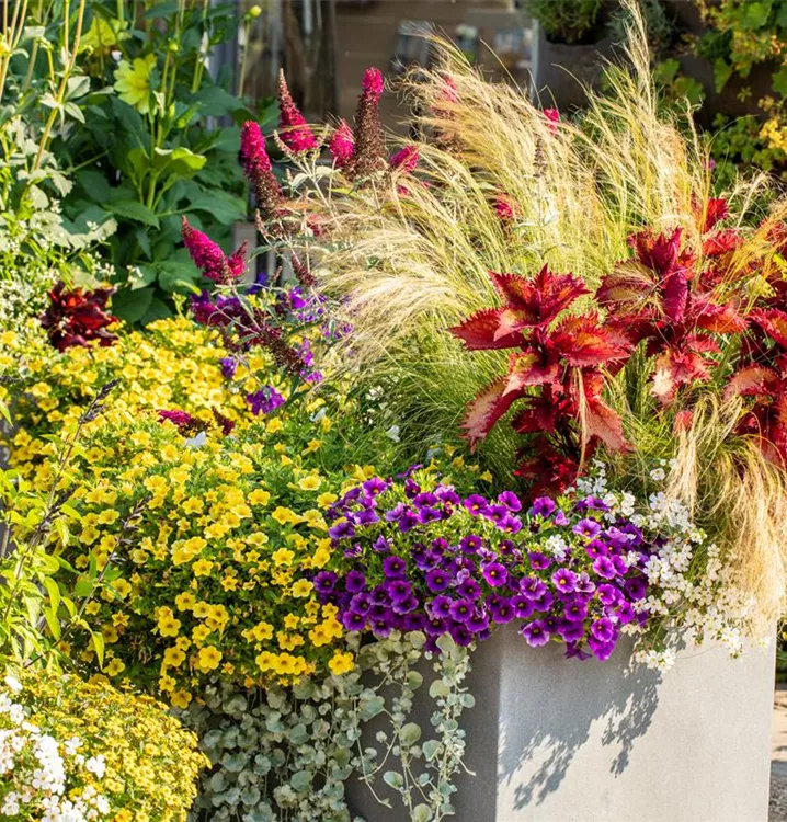 Beet- & Balkonpflanzen