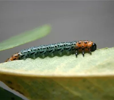 Blattwespen an Weiden