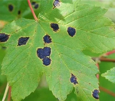Teerfleckenkrankheit an Lorbeerkirschen