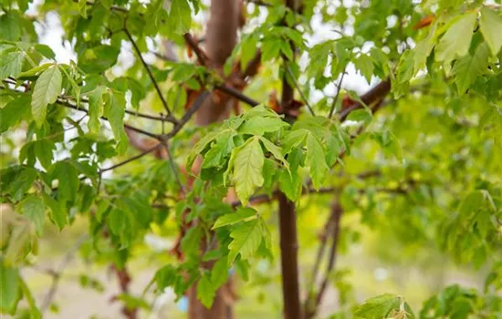 Laubgehölze kaufen und den Garten zum Leuchten bringen