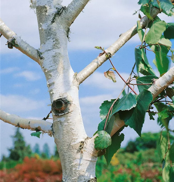 Japanische Weiß-Birke