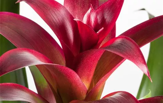 Bromelien, eine Leidenschaft für sich 