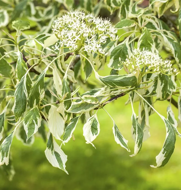 Hoher Weißbunter Etagen-Hartriegel 'Variegata'