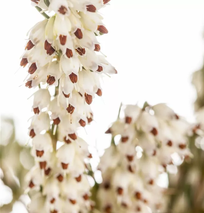 Winterblühende Heide