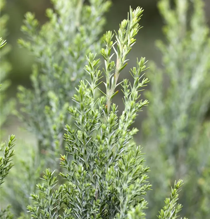 Kegelzypresse 'Ellwoodii'