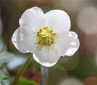 Christrose gießen