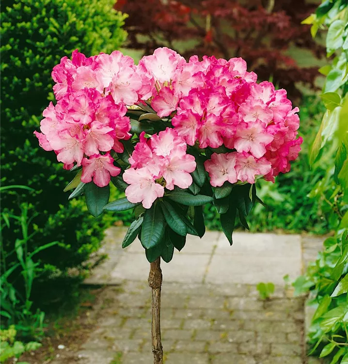 Yaku-Rhododendron 'Fantastica', Stamm