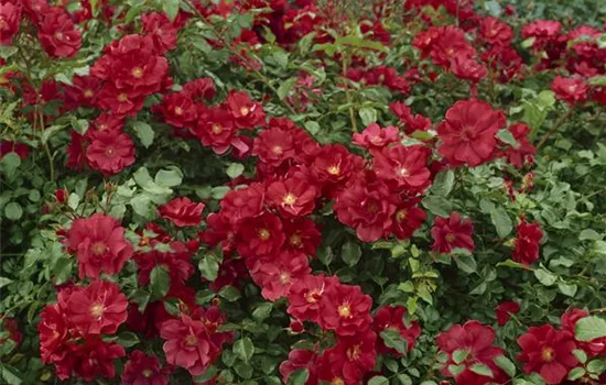 Bodendeckerrose 'Dark Red'